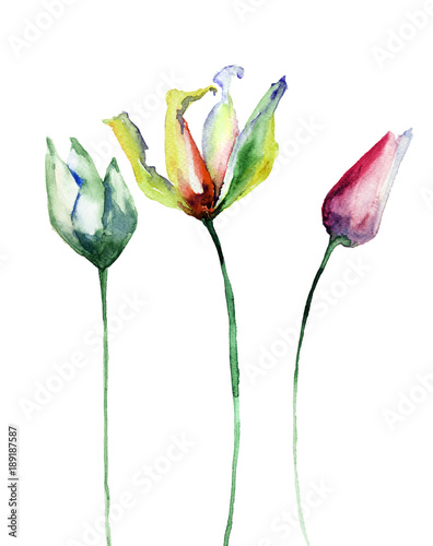 Three Tulips flowers