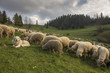 Pieniny - stado owiec z psem pasterskim