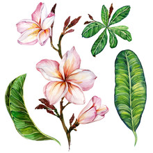 Pink Plumeria Flower On A Twig. Floral Set (flowers And Leaves). Isolated On White Background.  Watercolor Painting.