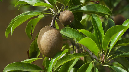 Kiwi fruit on a tree branch in tropical garden. Ripe fruits of kiwi plant organic cultivation.