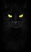 Black Cat Looking At The Camera, Close-up Cat Portrait. Fiery Glance