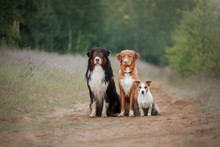 Three Dogs Outdoors