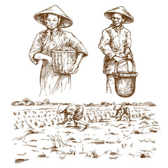 Asian farmers working on Field. Hand drawn illustration. Rice harvest.