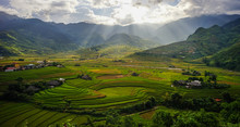 Terraced Rice Field In Northern Vietnam