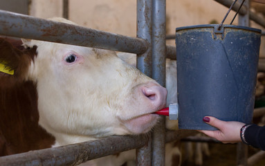 Wall Mural - Calf feeding with milk from bucket