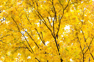 Wall Mural - yellow autumn in the park still life scene . maple tree branch and leaves, sky background. natural f