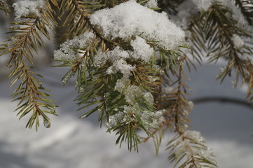 Frozen plants - fir branches covered by snow