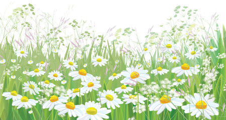 Wall Mural - vector blossoming daisy flowers field, nature border isolated.