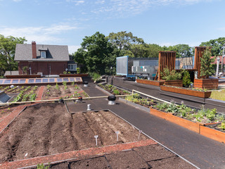 Wall Mural - Green Roof in urban setting 