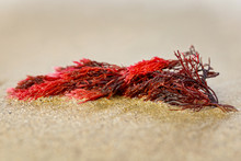 Red Seaweed On The Beach