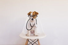 Portrait Of A Cute Young Small Dog Sitting On A White Modern Chair. Wearing Stethoscope And Glasses. He Looks Like A Doctor Or A Vet. Home, Indoors Or Studio. White Background.