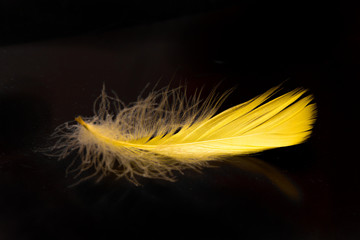 .Yellow feather on a black background