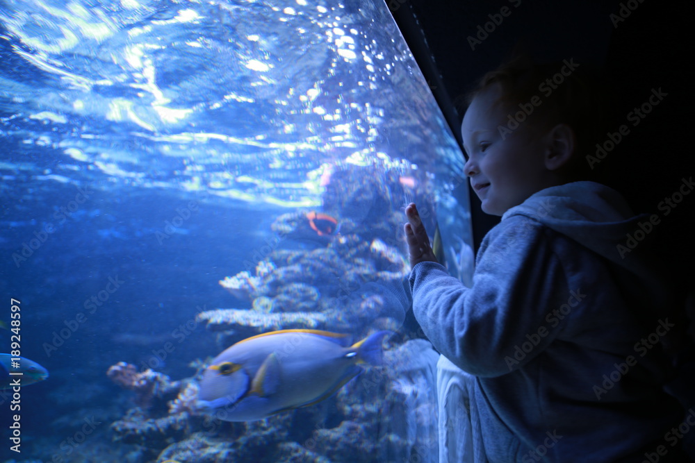 Boy looking at fish in aquarium - obrazy, fototapety, plakaty 