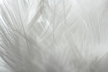 Wall Mural - White feather of bird for background image.Texture of feather