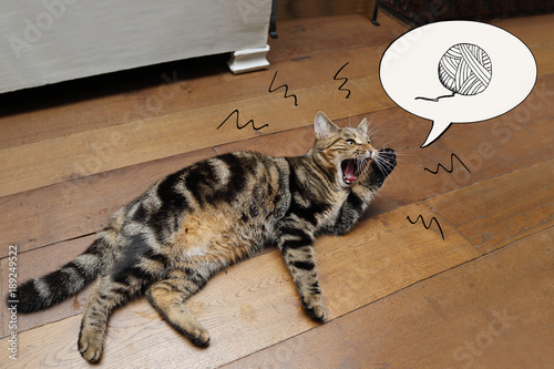 Chat Reclamant Pelote De Laine En Miaulant Avec Une Bulle De Dessin Phylactere Humour Stock Photo Adobe Stock