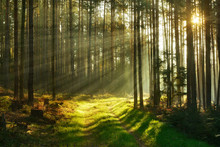 Footpath Through Forest Of Pine Trees Illuminated By Sunbeams Through Fog