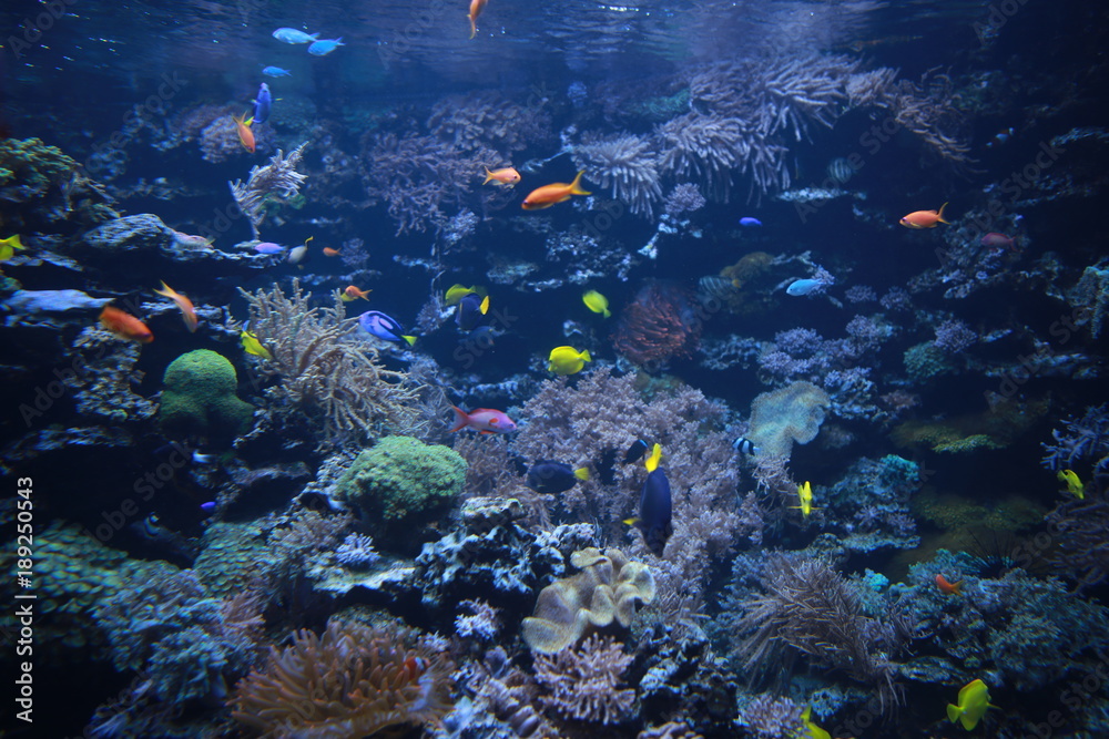 Colorful fishes in the aquarium - obrazy, fototapety, plakaty 