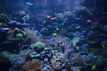 Colorful Fishes In The Aquarium