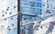 Many Pigeons Flying Through A Chicago Street
