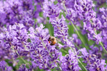 Honey Bee Collecting Pollen From Lavender Plants