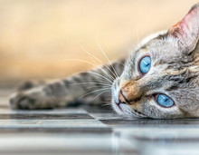Beautiful Expressive Cat With Bright Blue Eyes Laying Down On Checkered Floor Tiles, Yellow Background