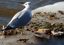 Seagull Next To Garbage In River