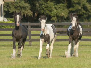 Wall Mural - Gypsy Vanner horse foals run