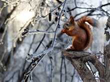 Red Squirrel Sitting On A Broken Tree And Eats The Seeds In The Woods Or In The Park In Winter.