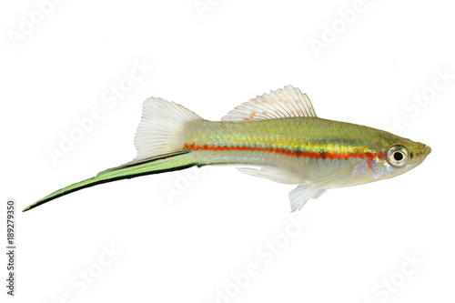 Obraz Dibond Green Swordtail Xiphophorus Helleri Male aquarium fish isolated on white