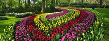 Ornamental Flower Bed In Keukenhof Garden,  Also Known As The Garden Of Europe, Is One Of The World's Largest Flower Gardens, Situated In Lisse, Netherlands.