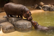 Kissing Hippos