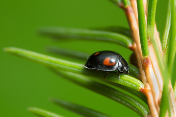 Ladybug, Exochomus quadripustulatus on pine needle