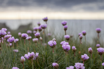 Beautiful group of pink flowers on a sunny day