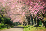 Fototapeta Przestrzenne - Romantic road and cherry blossoms at Khunwang, Chiangmai, Thailand