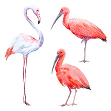 Watercolor Ibis And Flamingo Set