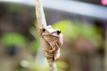 Brown common tree frog in Thailand