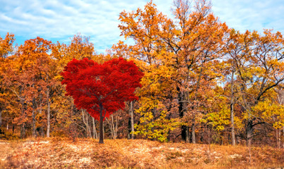 Wall Mural - red heart-shaped tree