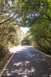 Eine Landstraße führt durch die Wälder im Anaga-Gebirge auf Teneriffa