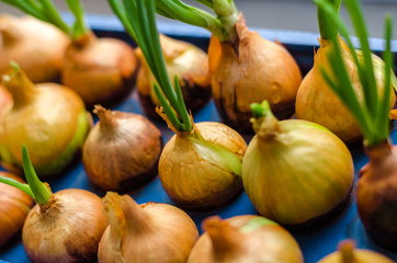 young onion grows on a blue stand