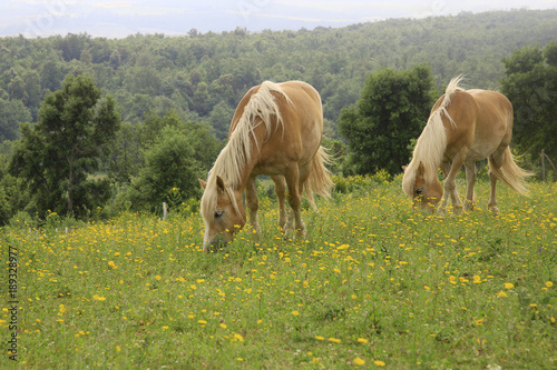 Fotografía Haflinger Pferde auf Frühlingswiese, Toskana, Italien, Europa