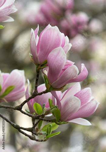 Plakat Piękne Kwitnące Różowe Białe Magnolii Gałęzie Drzewa