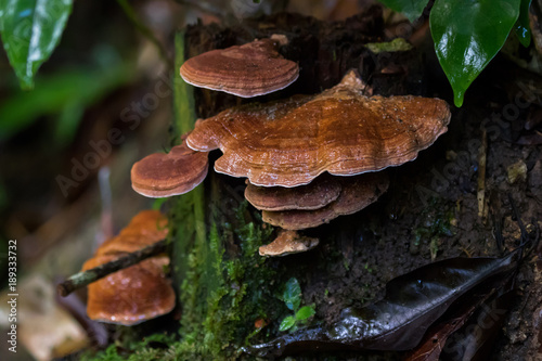 Fotografia, Obraz Wet brown bracket fungus mushroom growing on tree at Fraser’s Hill, Malaysia