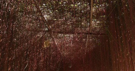 Wall Mural - natural red plant tunnel