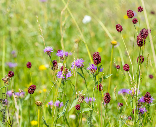 Fototapeta na drzwi i meble wildflowers at summer time