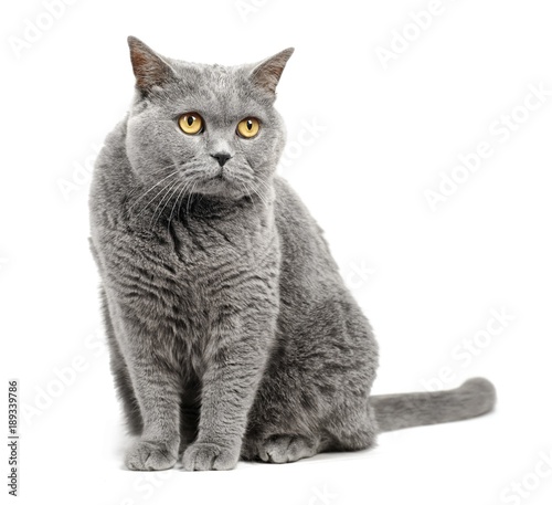 British Shorthair Cat Isolated On White Background Buy This