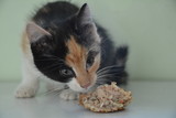 Fototapeta Las - kot jedzący mieso  cat eating meat