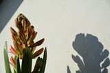 Fototapeta Las - kwiatek hiacynt słońce