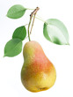 One pear fruit with pear leaves on white background.