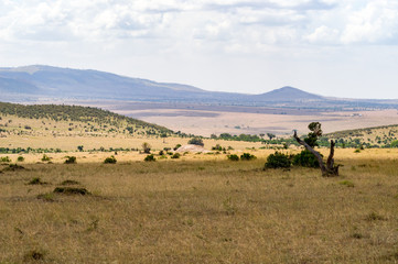 Wall Mural - Storm on the savannah and hills of Maasai Mara Park in North West Kenya