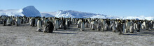 Panorama Of Emperor Penguin Colony( Aptenodytes Forsteri)on The Sea Ice Of Davis Sea,Eastern Antarctica